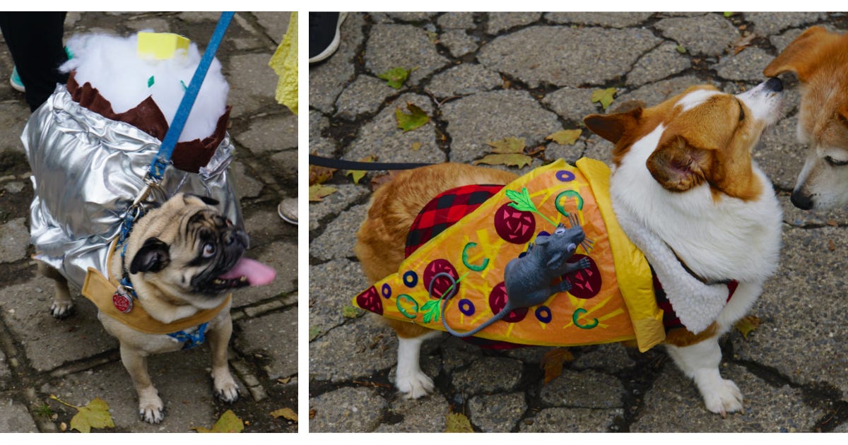 Two photos of dogs in costumes. On the left, a pug with a baked potato costume on its back. On the right, a corgi with a pizza slice and fake rat (probably a pizza rat costume).