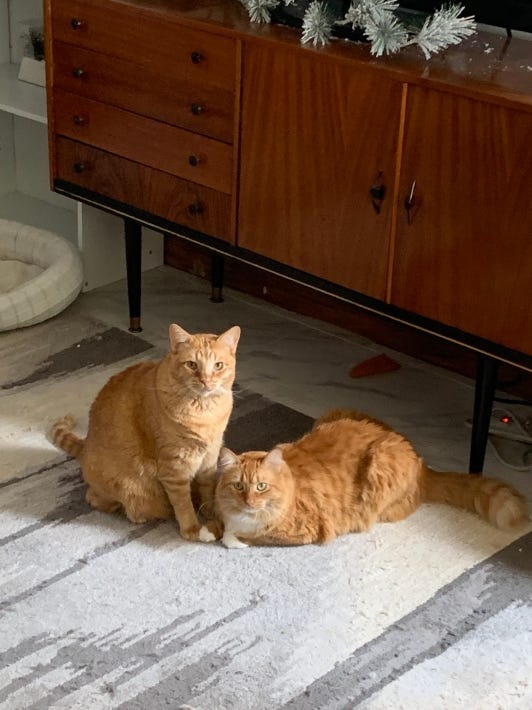 Two semi-plump orange Tabby cats sitting on a carpet
