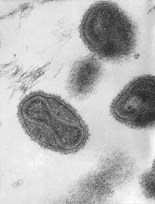 Smallpox virus; This media comes from the Centers for Disease Control and Prevention's Public Health Image Library (PHIL), with identification number #1849.