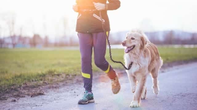 canicross courir avec son chien