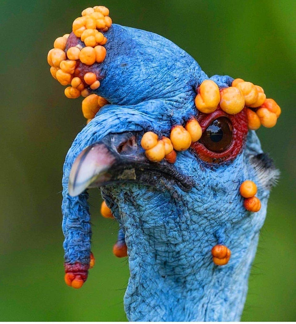 r/NatureIsFuckingLit - 🔥 This handsome gent is an Ocellated Turkey in full courtship regalia. The vibrant orange & swollen nodules, the engorged snood/comb and red ring around his eyes says he is in his prime. This species can be found on the Yucatan peninsula of Mexico.