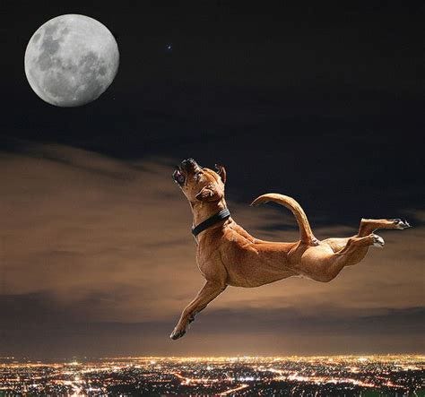 dog howling at the moon as they sometimes do. | Bark at the moon ...