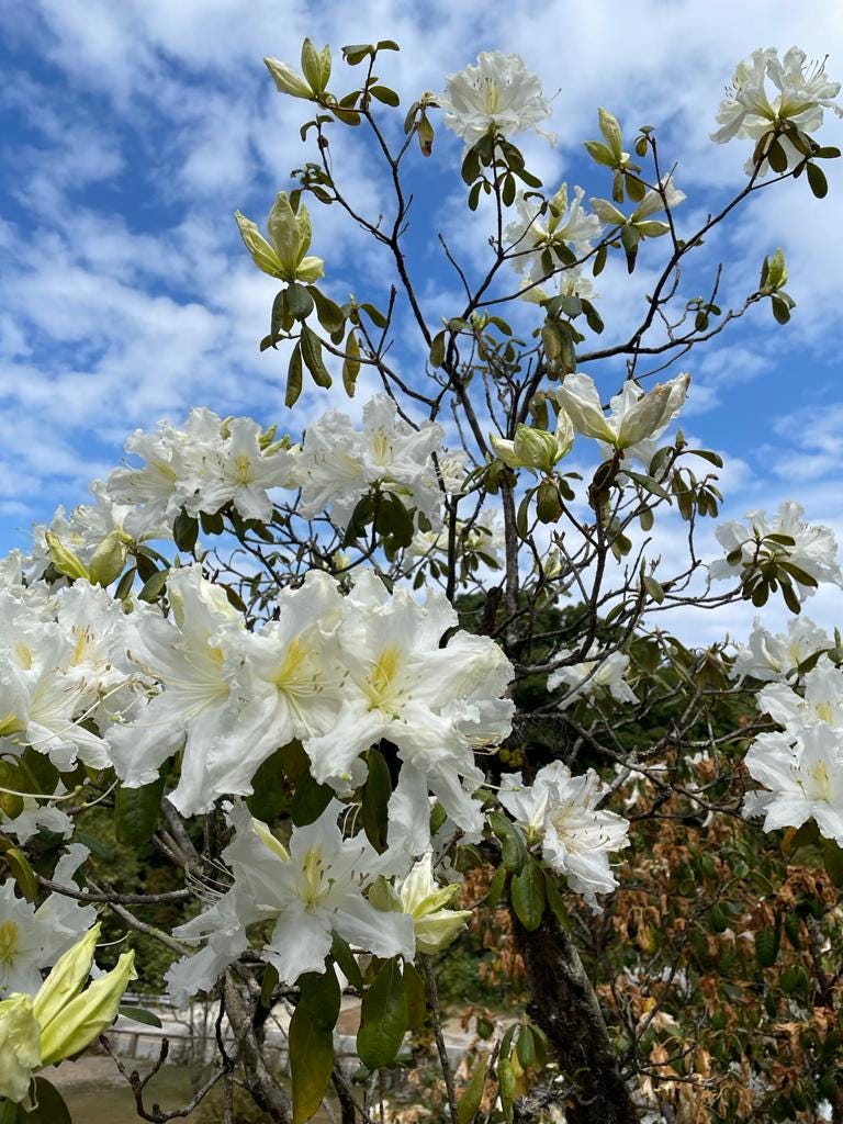 Image of white flowers and a blue sky background