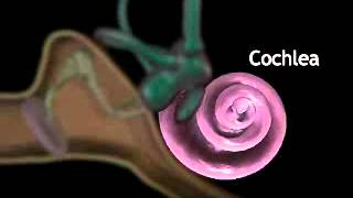 Hearing and the Cochlea - YouTube