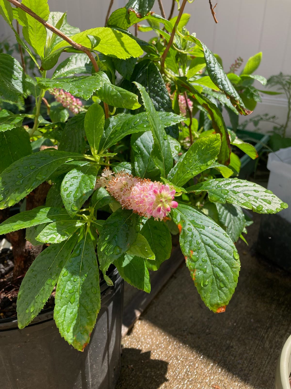 Image description: photo of my clethra in bloom with long racemes of pink flowers. End image description.