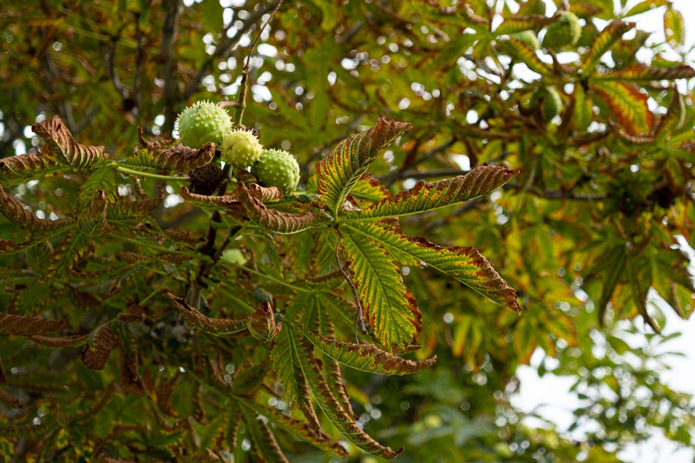 Spiky, round green horse chestnuts on a tree with leaves turning brown. In Denver, Colorado, along the Platte River.   