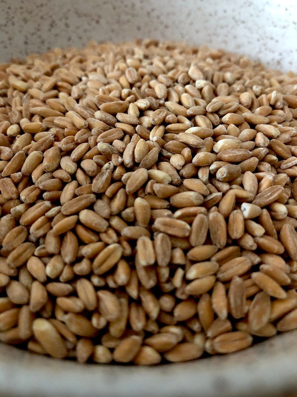 Farro (2).jpg