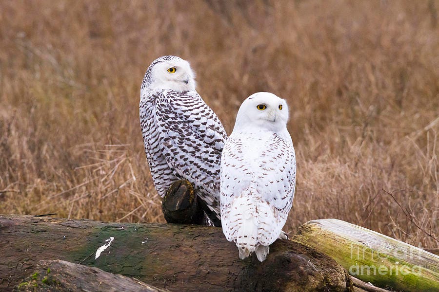 Snowy Owl's General Information |