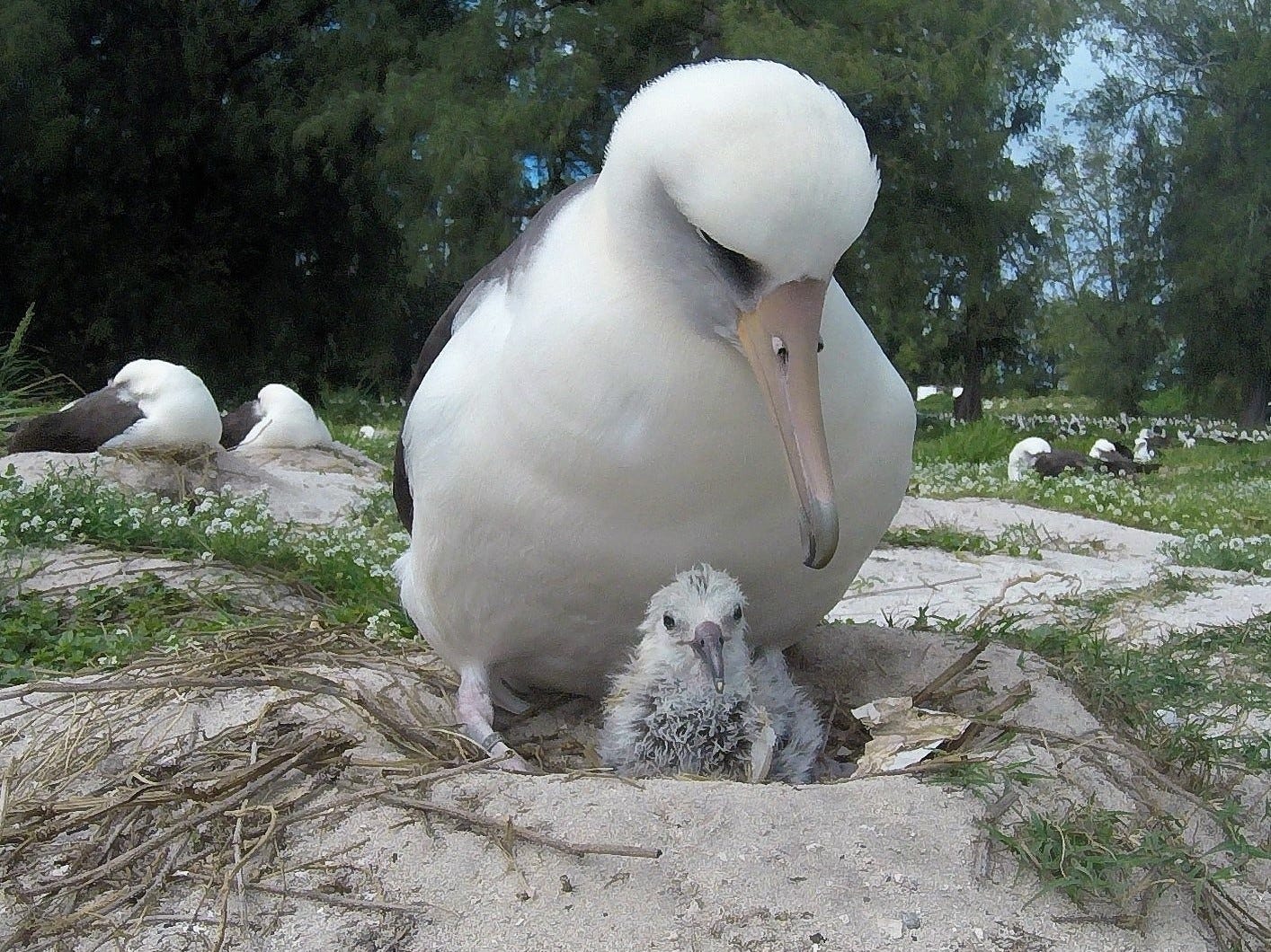 Wisdom The Albatross, Now 70, Hatches Yet Another Chick : NPR