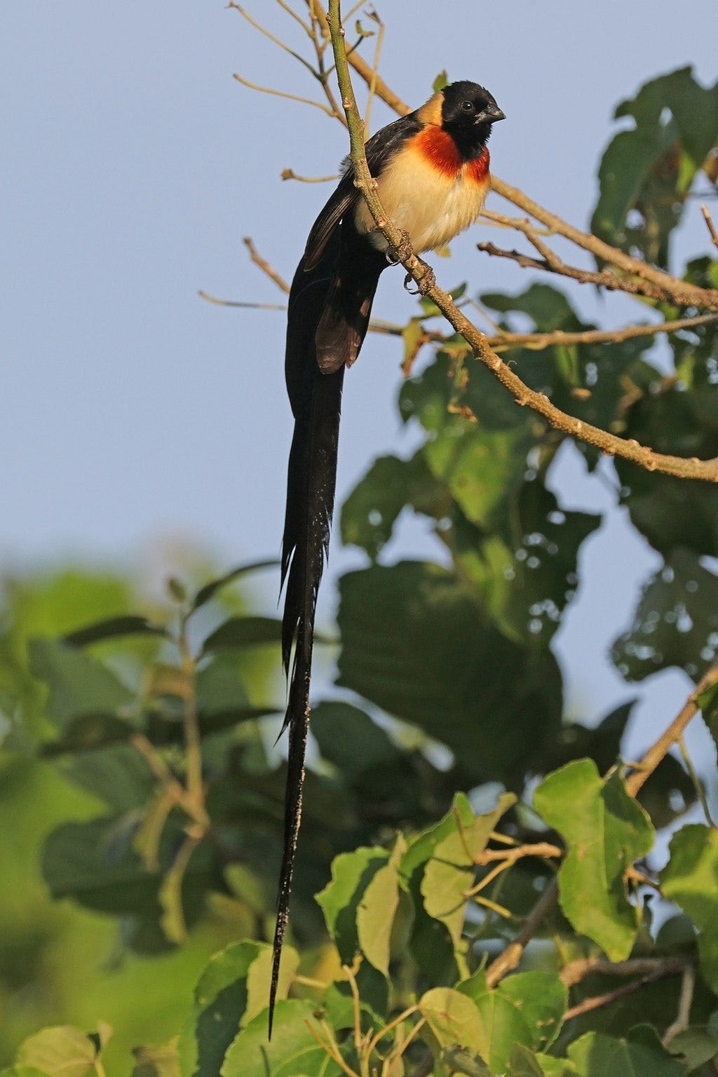 Long-tailed paradise-whydah (Vidua paradisaea) male.jpg