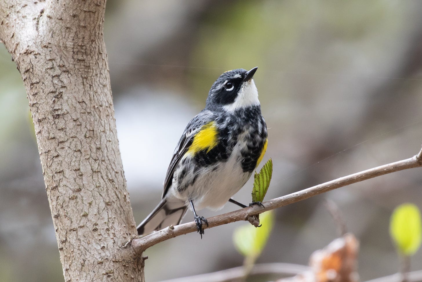 a gray little bird with a black raccoon mask, white throat, yellow shoulders and a black breast and white belly, perched on a thin limb