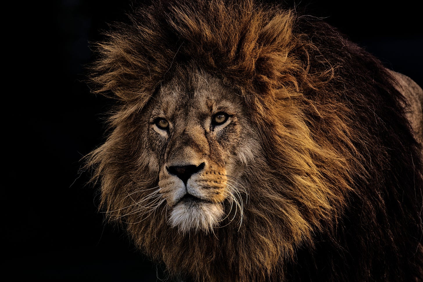 A male lion. 