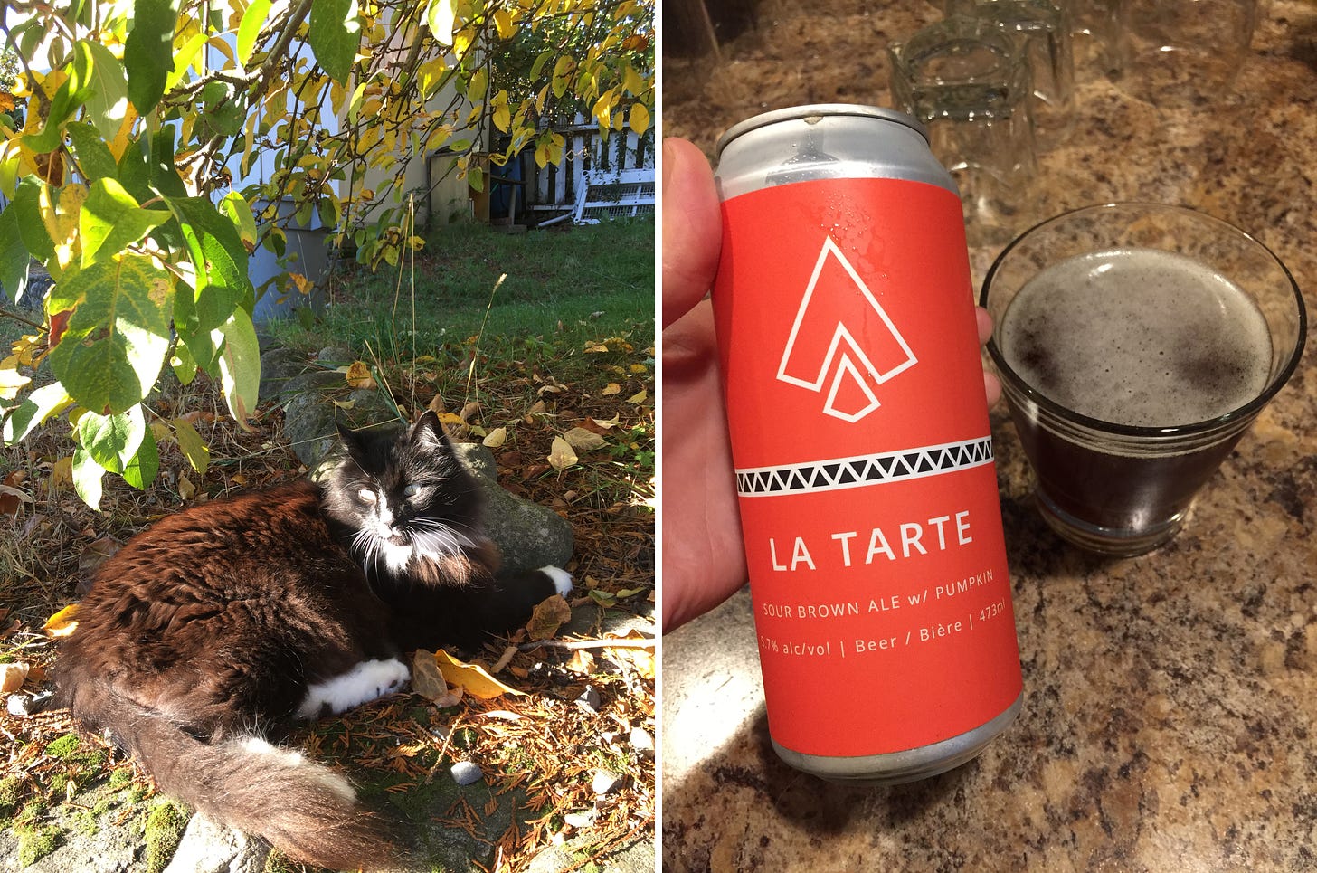 Left image: a fluffly black cat with white patches at his feet and chest lies on a leafy patch of grass under a tree. Right image: a pinkish-red can of beer with Ile Sauvage's logo at the top, and below it text reads 'LA TARTE sour brown ale with pumpkin' in front of a glass of the dark brown beer.