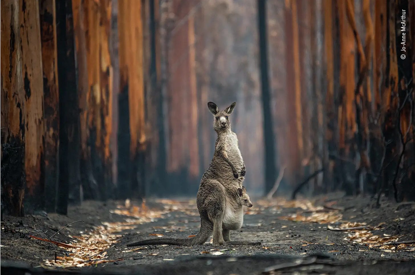 A photo of a grey kangaroo with joey standing in a pathway amidst burned trees, looking at the camera