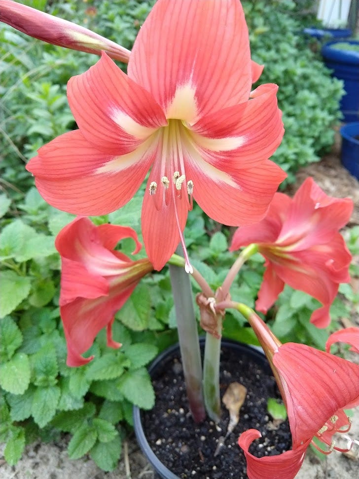 Bright orange amaryllis in full bloom. Background of garden greenery (only the lemon balm is in focus) and a line of bright blue flower pots off to the side.