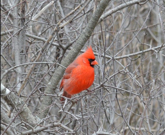 Bright red male cardinal against bare gray-brown winter shrub