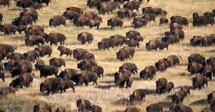 bison-herd - South Dakota Pictures - South Dakota - HISTORY.com | Standing  rock protest, Standing rock, Bison