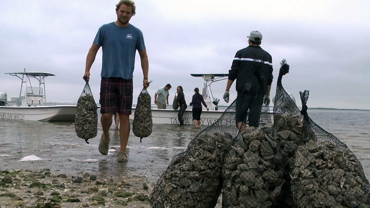 Oyster Reefs Sprout in Tampa Bay - With a Little Help | WUSF Public Media