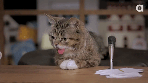 Cat that is not a journalist sitting next to microphone