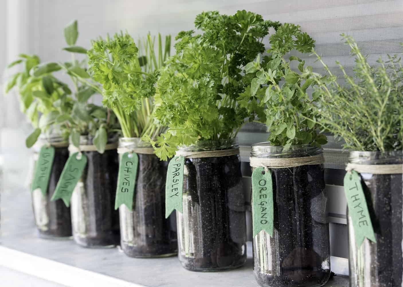 The 10 Best Cooking Herbs to Grow in Your Apartment | ApartmentGuide.com