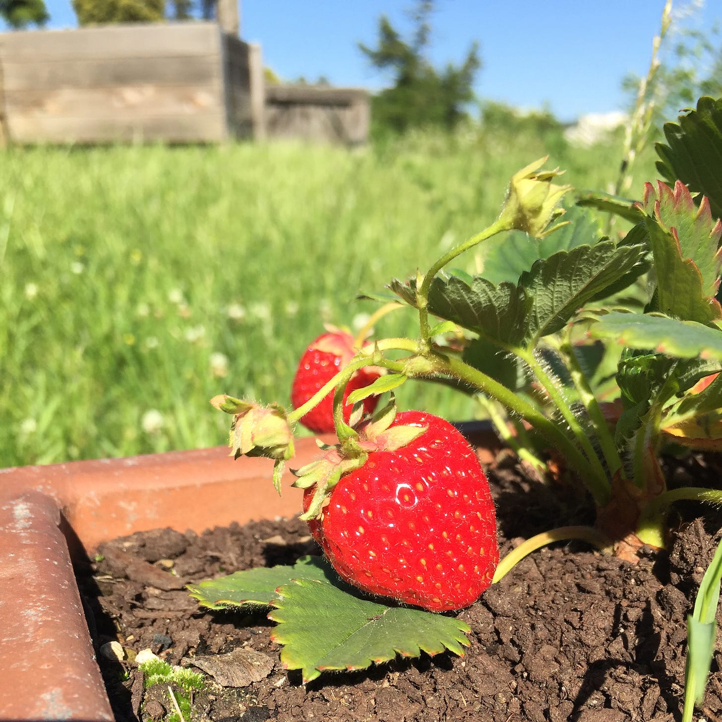 A closeup of two ripe strawberries in a terra cotta pot. in the background, a green lawn and blue sky.