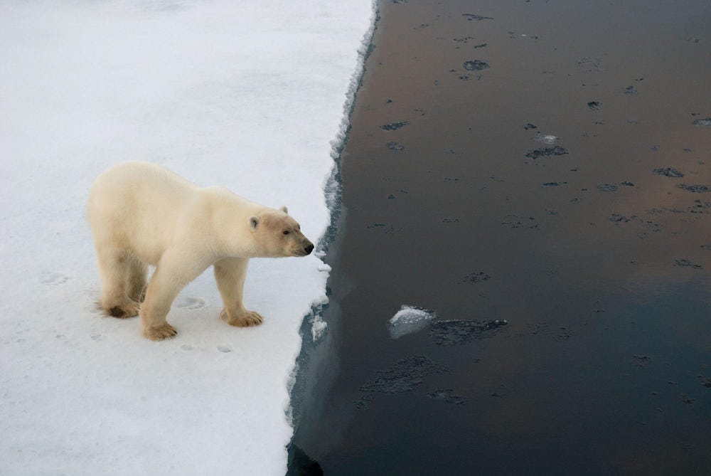 Teaming up to save polar bears in their Arctic home | Stories | WWF