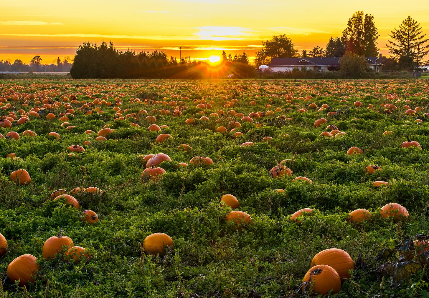 Green field filled with dozens of orange pumpkins. In the distance, the sun sets behind a house and copse of trees, turning the sky a golden orange.
