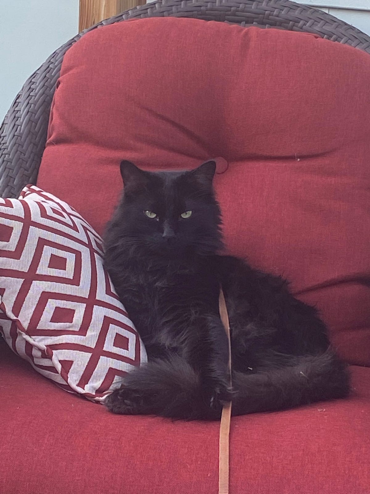 Fluffy black cat on patio chair
