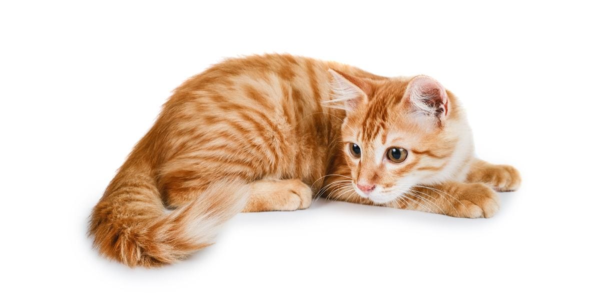 Why Do Cats Chase Their Tails - All About Cats