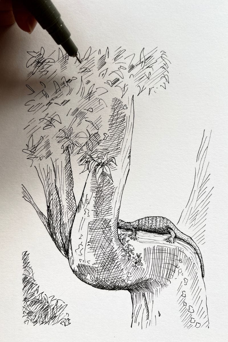 Image: a black and white line drawing of a medium-sized monitor lizard lounging horizontally on a chunky tree trunk, with some leaves at the top left and bottom corner of the drawing. The monitor lizard has a darker shade of vertical stripes across its body.