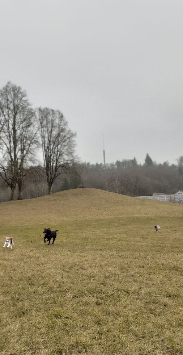 Tre cani che corrono in un prato circondato da alberi e un cielo grigio invernale