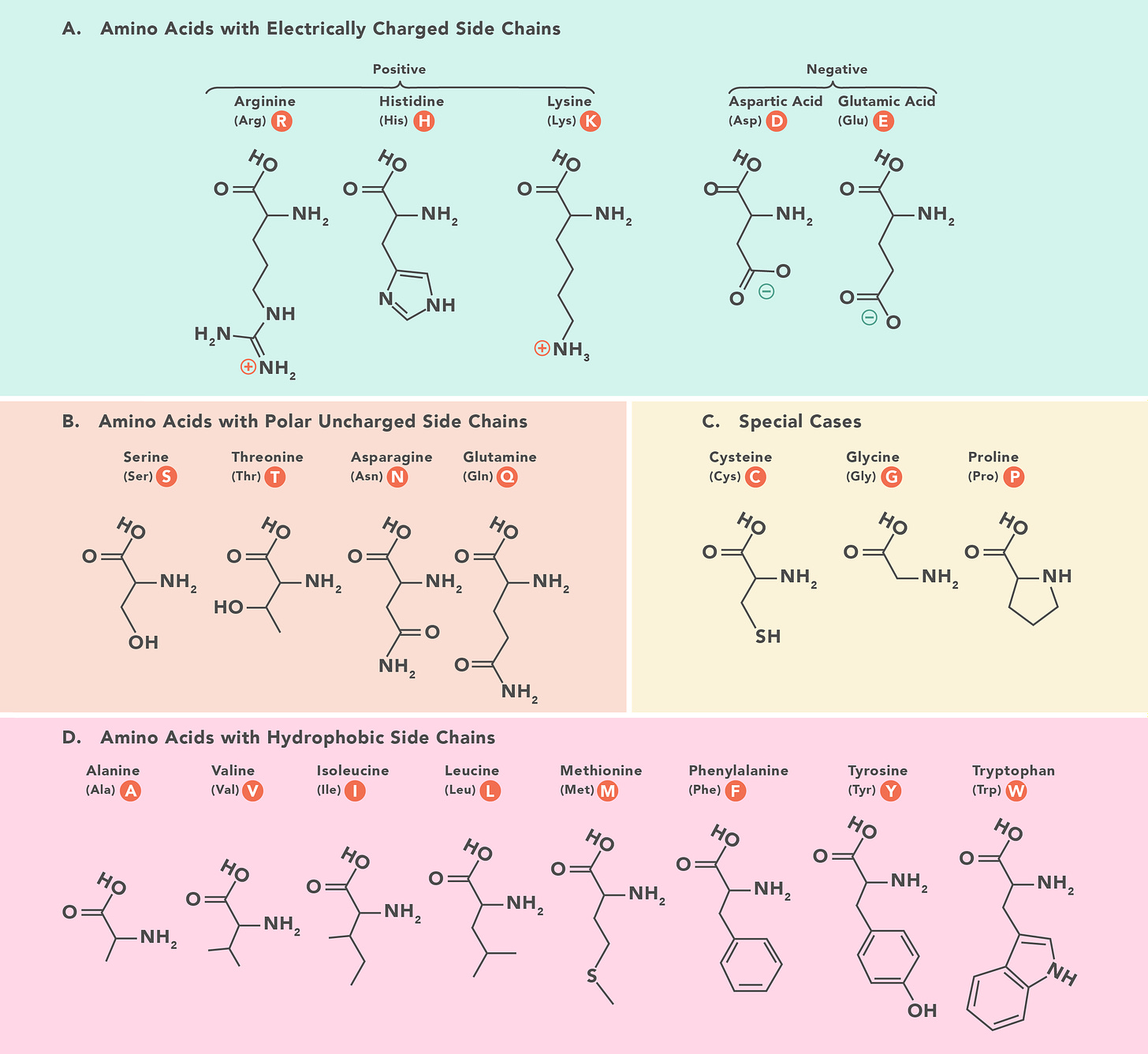The chemical structures of the 20 amino acids that make up proteins