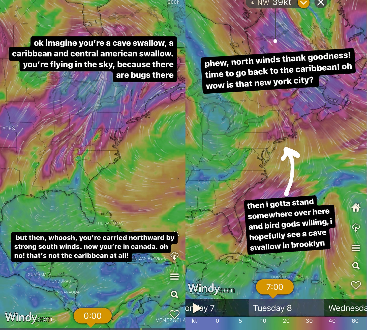 two wind maps of the eastern united states with superimposed text. the left map shows strong winds coming from the southwest, with the caption "ok, imagine you're a cave swallow, a caribbean and central american swallow. you're flying in the sky, because there are bugs there. but then, whoosh, you're carried northward by strong south winds. now you're in canada. oh no! that's not the caribbeam at all!" then the righthand map shows the wind coming from the northwest with the caption "phew, north winds thank goodness! time to go back to the caribbean! oh wow is that new york city?" then, under an arrow pointing long island, "then i gotta stand somewhere over here, and bird gods willing, i hopefully see a cave swallow in brooklyn"