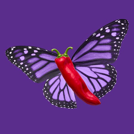 A purple background with a purple monarch butterfly with a red chili pepper for a body and two stems as antennae.