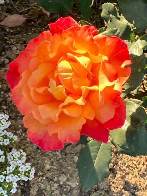 May be an image of rose and outdoors