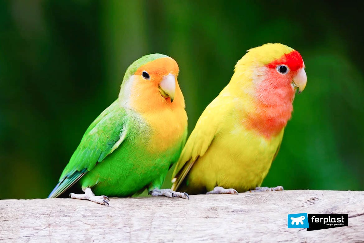 Lovebirds: The Main Species of Inseparable Parrots