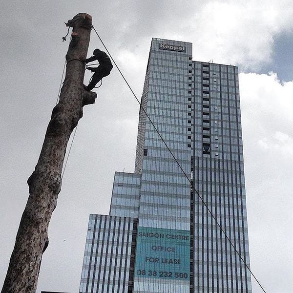 The grand trees of downtown Saigon getting cut down for the subway construction.