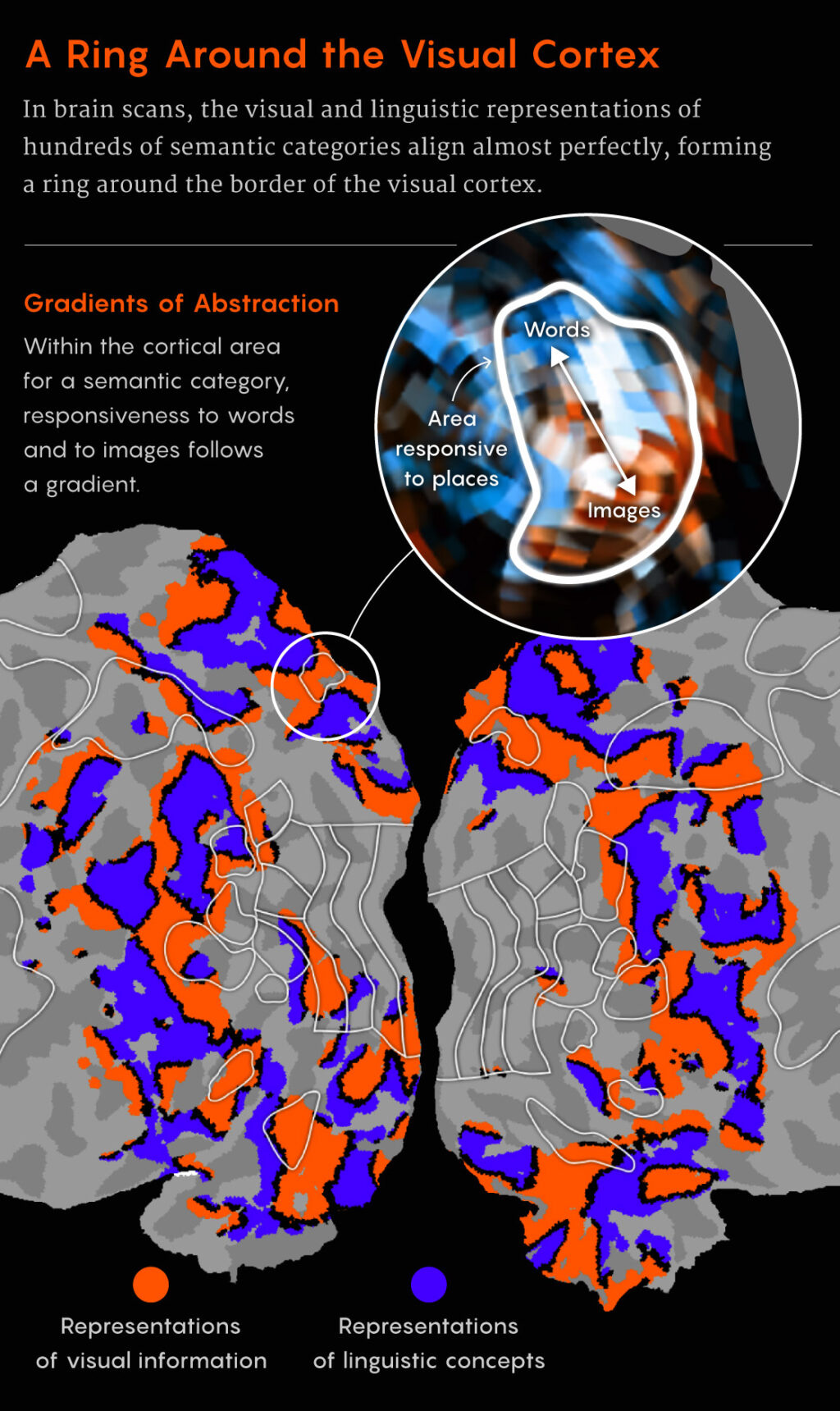 infographic explaining the ring around the visual cortex