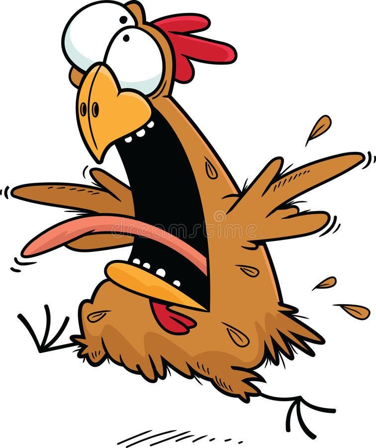 Crazy chicken. Cartoon caricature of crazy chicken running and yelling on  white , #affiliate, #Cartoon, #caricature… | Cartoon crazy, Farm cartoon,  Cartoon drawings