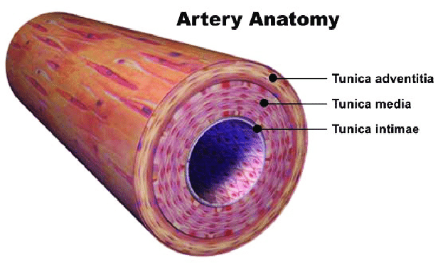1: Blood vessel anatomy-The vessel wall is made up of three layers... |  Download Scientific Diagram