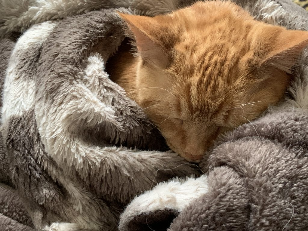 Lord Lardbottom, an orange tabby polydactal manx cat, in a Cuddle Pile