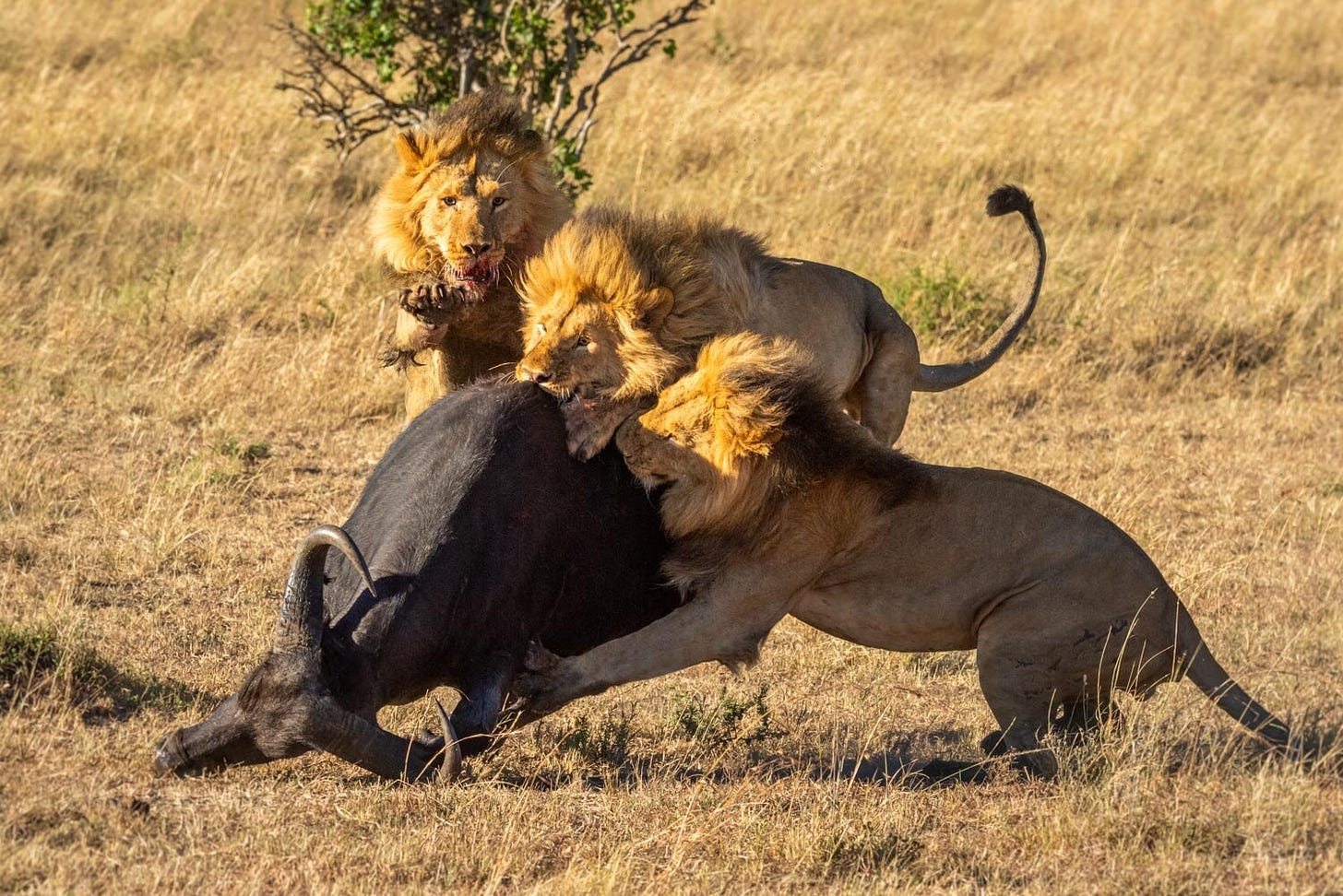 Three male lions take down a female buffalo in the Serengeti