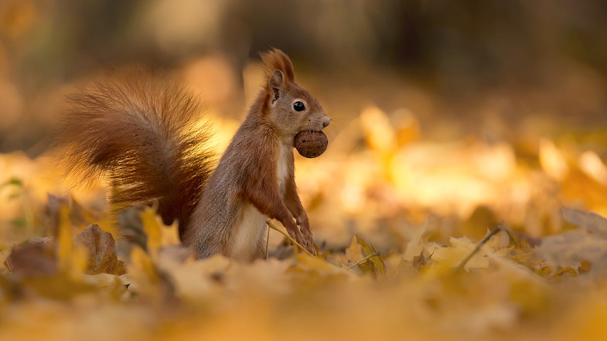 A squirrel eating a nut

Description automatically generated with low confidence