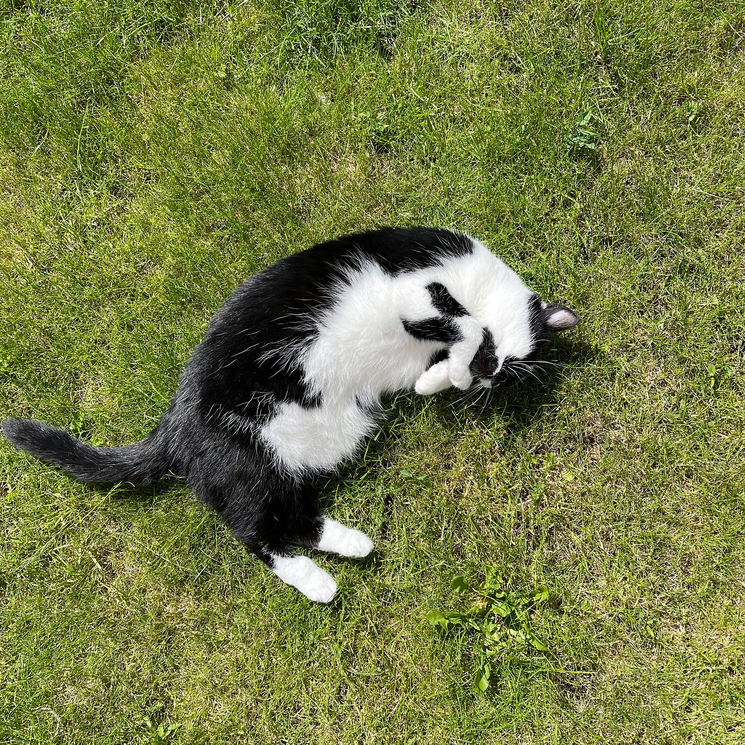 Black and white cat lounges on the grass