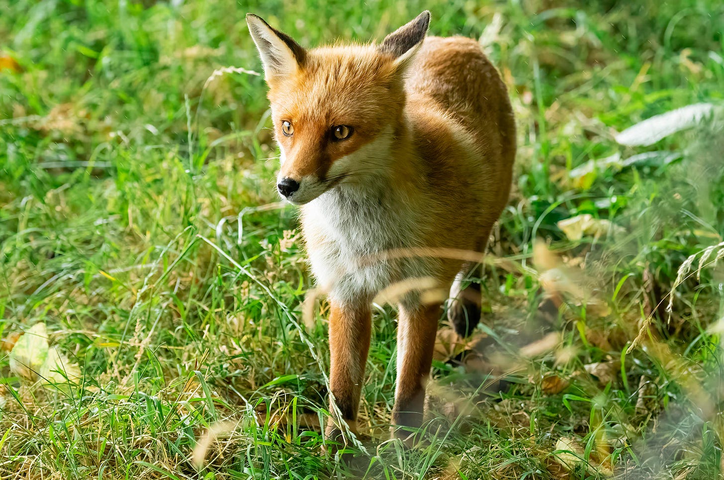 Photo of a red fox standing in a field
