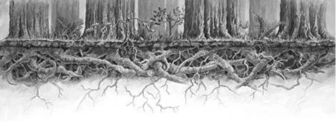 redwood roots