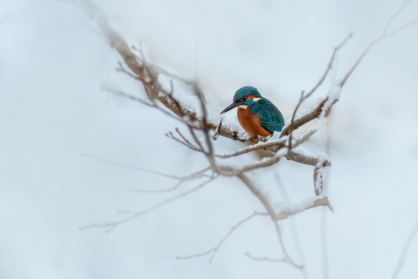 A colorful bird in the snow; vignette applied