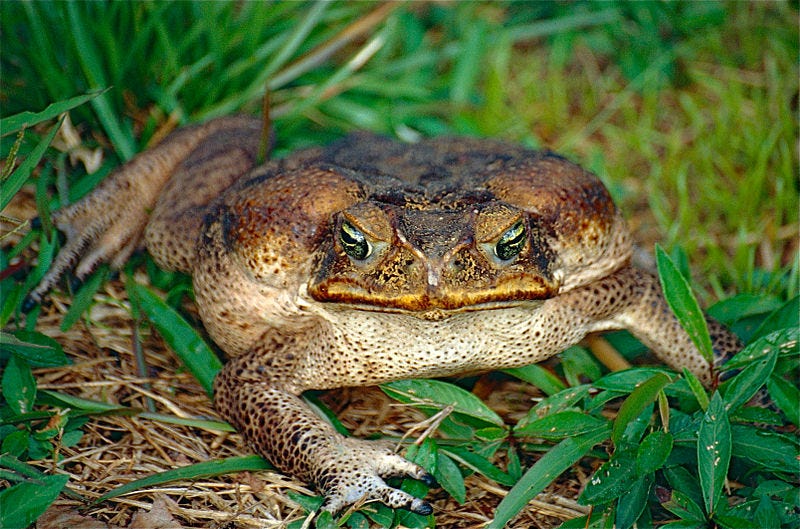 File:Cane Toad (Rhinella marina) adult female (10385377414).jpg