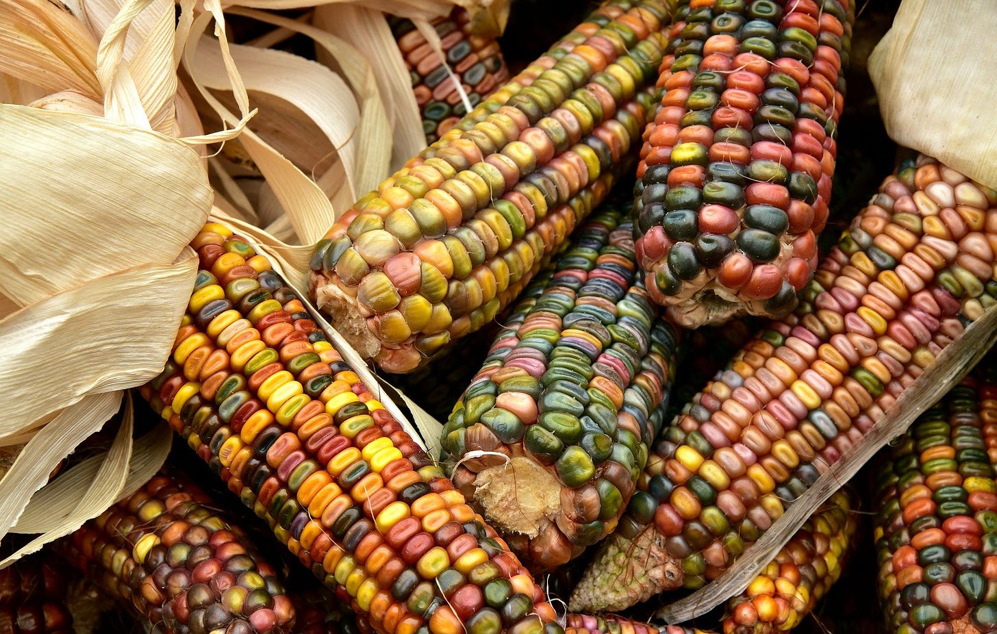 Image of corn on the cob with the corn kernels being lots of different colors. 