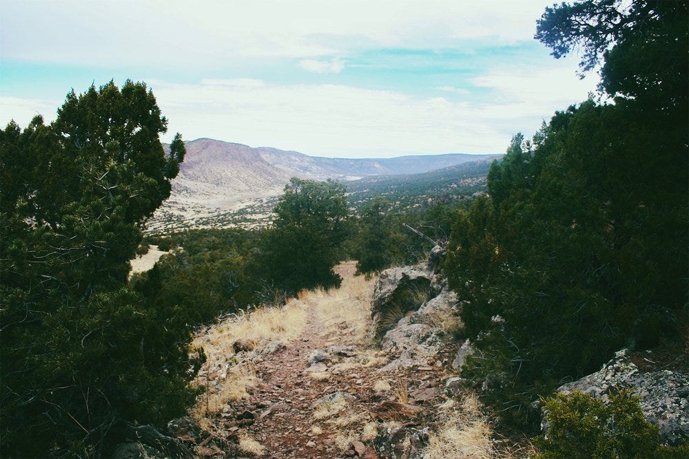 Juniper Piñon woodland, New Mexico. 2015.